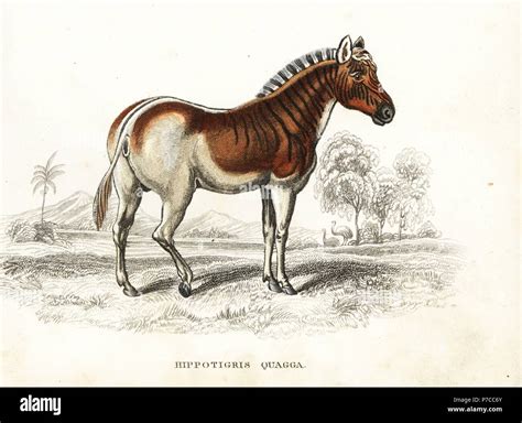 Quagga, Equus quagga quagga (Hippotigris quagga) extinct species of ...