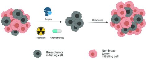 The breast cancer stem cell model for disease recurrence. Schematic ...