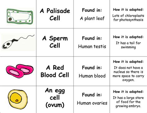 Specialised cells lesson by Teach_Biology - Teaching Resources - Tes