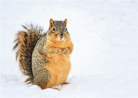 Squirrel in Snow Photograph by Joni Eskridge - Fine Art America