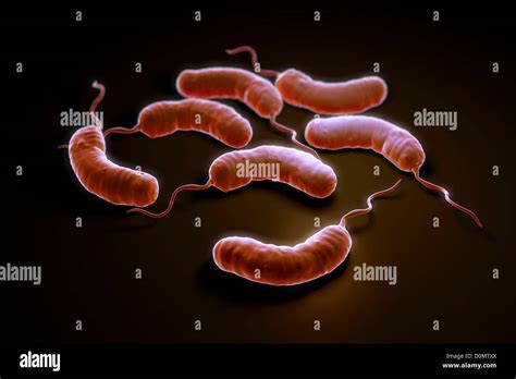 Cholera Bacteria Gram Stain