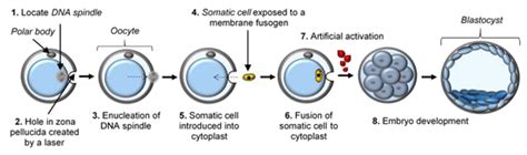 Describe the Process of Somatic Cell Nuclear Transfer