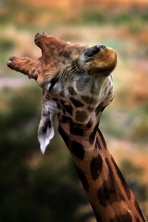 37 Photos of Ridiculously Happy Animals that are Bound to Make You Smile | Giraffe, Happy ...