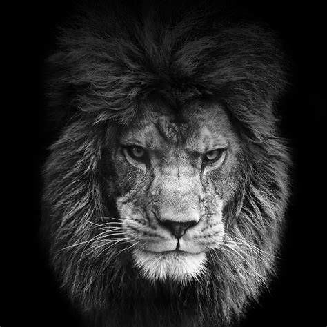 Lion Outline Wallpaper - Lion windows wallpapers pc in both widescreen ...