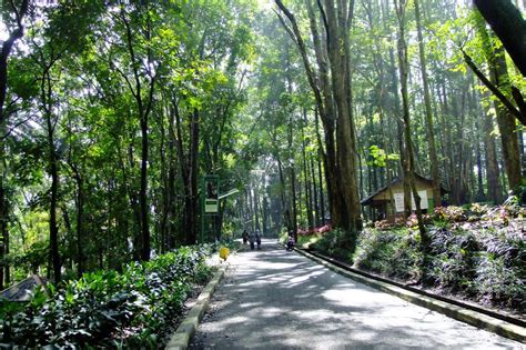 Taman Hutan Raya Juanda, Bandung Indonesia. Beautiful jungle with the ...