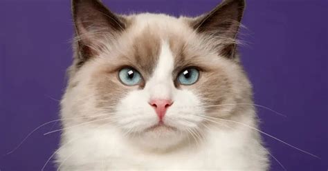 50 Clever Ragdoll Cat Names We Just Love