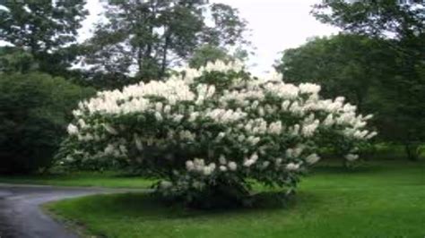 Bottlebrush Buckeye For Sale - YouTube