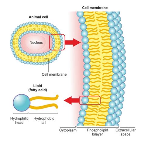 Cell Membrane Lipid Bilayer Labeled Functions And Diagram | My XXX Hot Girl