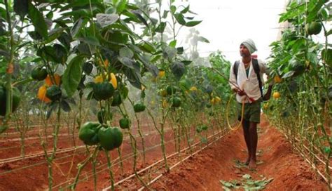 Capsicum Cultivation (Bell Pepper) Information Guide | Asia Farming