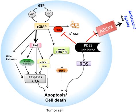 Frontiers | Repurposing phosphodiesterase-5 inhibitors as ...