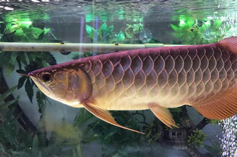 Asian arowana (Super Grade Premium High Gold Cross Back) • Think smart ...