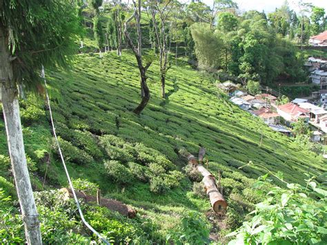 Tukvar Tea Estate | Another view of the lush tea gardens at … | Flickr