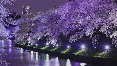 Tokyo Sakura Wallpapers - Top Free Tokyo Sakura Backgrounds ...