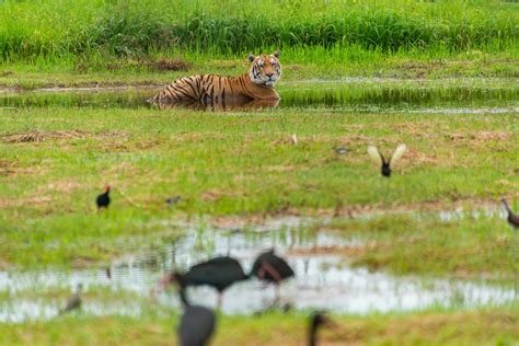 Tiger Lying in Water · Free Stock Photo