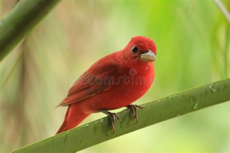 Pássaro vermelho imagem de stock. Imagem de animal, bico - 23211179