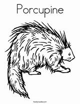 Porcupine Coloring Page sketch template
