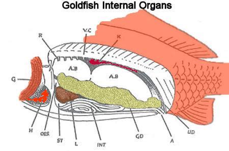 Goldfish Anatomy Terms