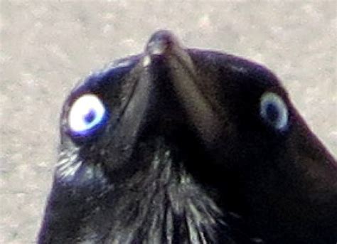 This crow knows what you did (2 pics) | Amazing Creatures