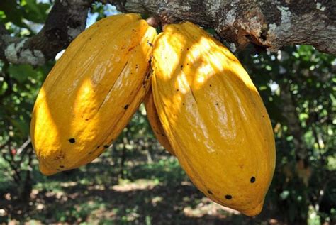 The 4 Types Of Cocoa With Amazing Yields And Features | NOBOWA.com