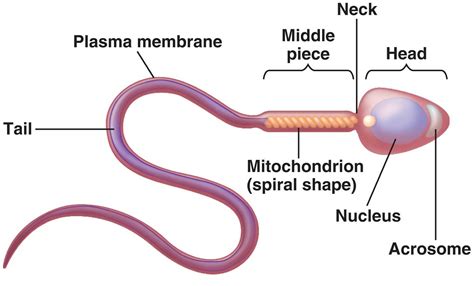 Human Testicles - Anatomy, Inside Structure, Function and Location