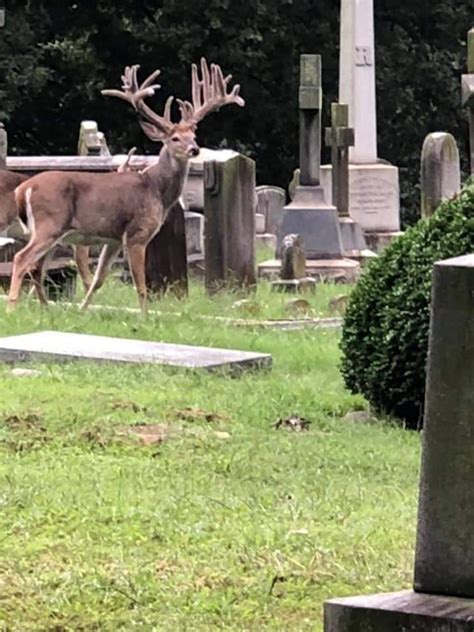 VA Cemetery Bucks - Trailcam Pictures - NJ Woods & Water