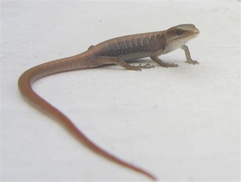 EAST OF ALLEN: Baby Alligator Lizards