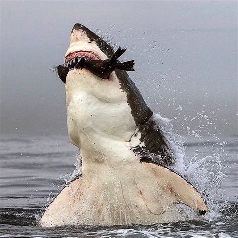 Funny Wildlife • Here comes the boom! 💥 Great white shark doing...