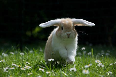 35 Of The Cutest Bunny Rabbits Are Cuteness Overload.