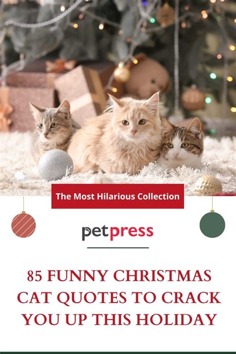 85 Funny Christmas Cat Quotes to Crack You Up This Holiday