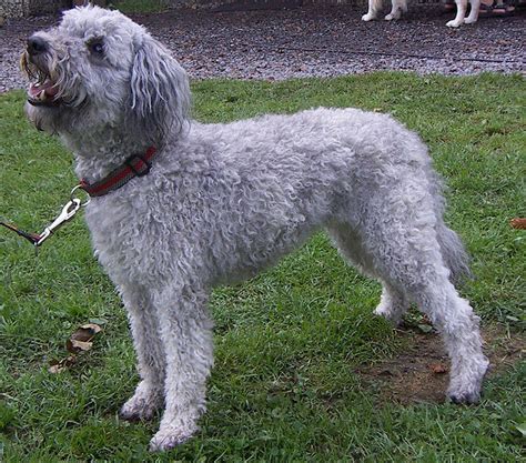 Pumi Dog Info, History, Temperament, Training, Puppies, Pictures