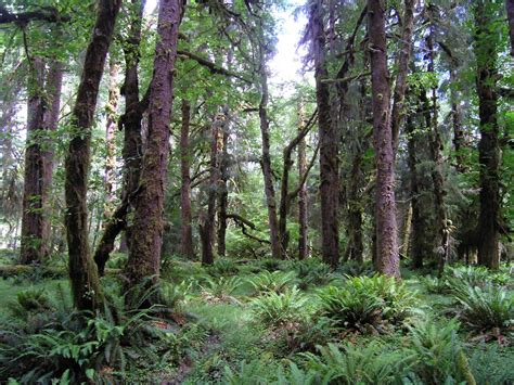 Picea sitchensis (Sitka spruce) description