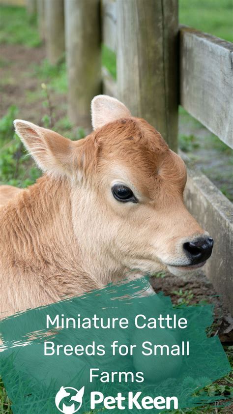 10 Miniature Cattle Breeds for Small Farms (With Pictures) | Miniature cattle, Miniature cow ...