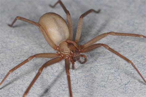 Types of Spiders | Spider Facts | Live Science