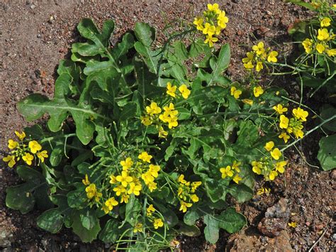 Flower Gallery :: Brassicaceae :: D80A4457