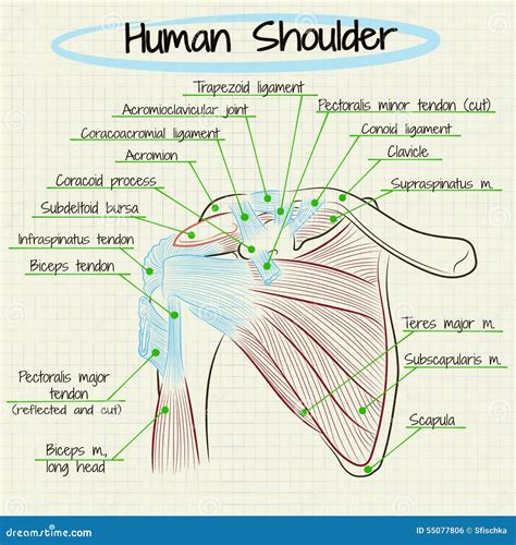 Anatomy Of The Shoulder Joint, Labeled. Vector Illustration ...