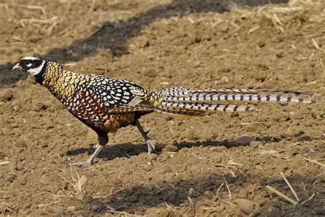 Reeves's Pheasant by Clive Daelman - BirdGuides