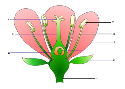 [SOLVED] Label the parts of the flower 1 - Peduncle 2 - Filament - Self ...