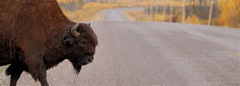 Northof49Photography: Photograph one of Canada's largest herd of Bison