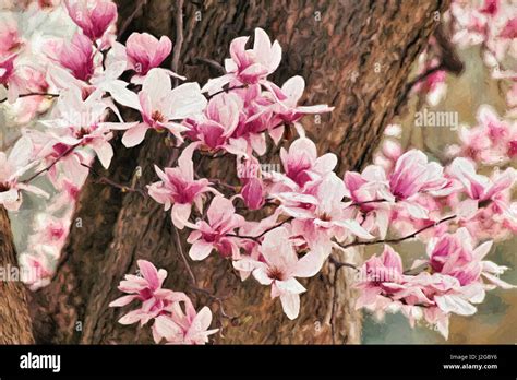 Yulan Magnolia tree blossoms, Louisville, Kentucky Stock Photo - Alamy