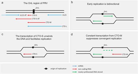 Collision of the RNA polymerase transcribing the nroRNAs and the DNA ...