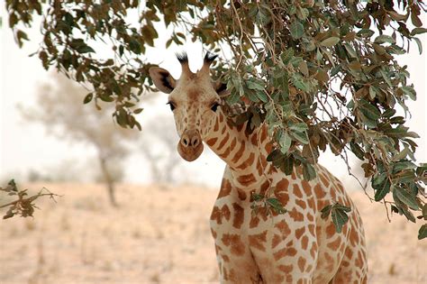 The Koure Giraffe Reserve - Tiplr