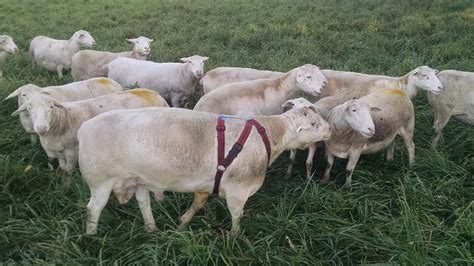 Track Sheep Bloodlines During Breeding Season - Cornell Small Farms