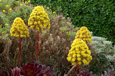 Isles of Scilly: Flowers | Isles of Scilly | James Stringer | Flickr