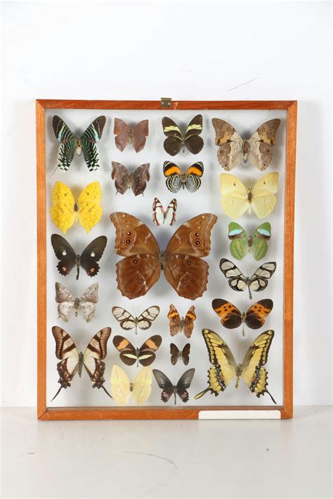 Insect Collection in Shadow Boxes : EBTH