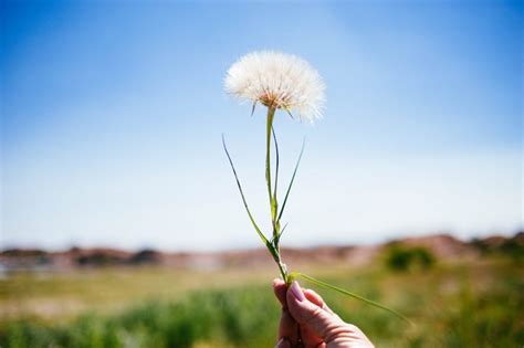 11 Dandelion Symbolism And Flower Spiritual Meaning