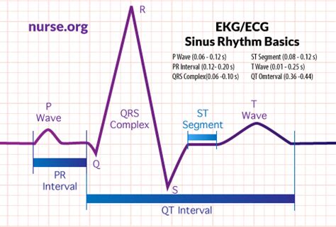 How To Read An Electrocardiogram (EKG/ECG) | Nurse.org