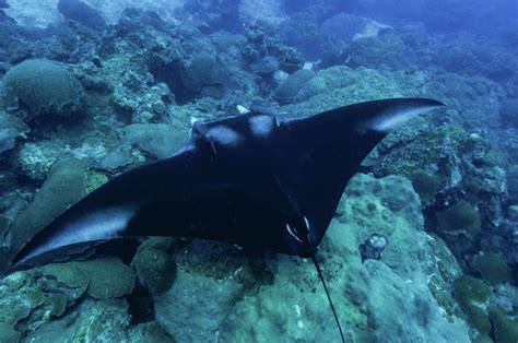 Manta rays found at Flower Garden Banks designated a threatened species