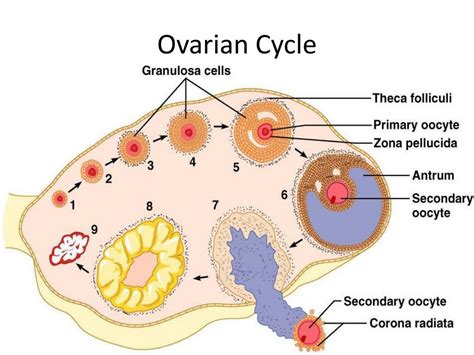 Ovarian Follicle Cycle