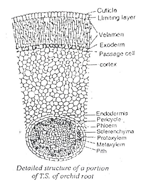 Velamen is tissue found in