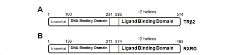 (A) TRβ2 protein domains. (B) RXRG protein domains. | Download ...